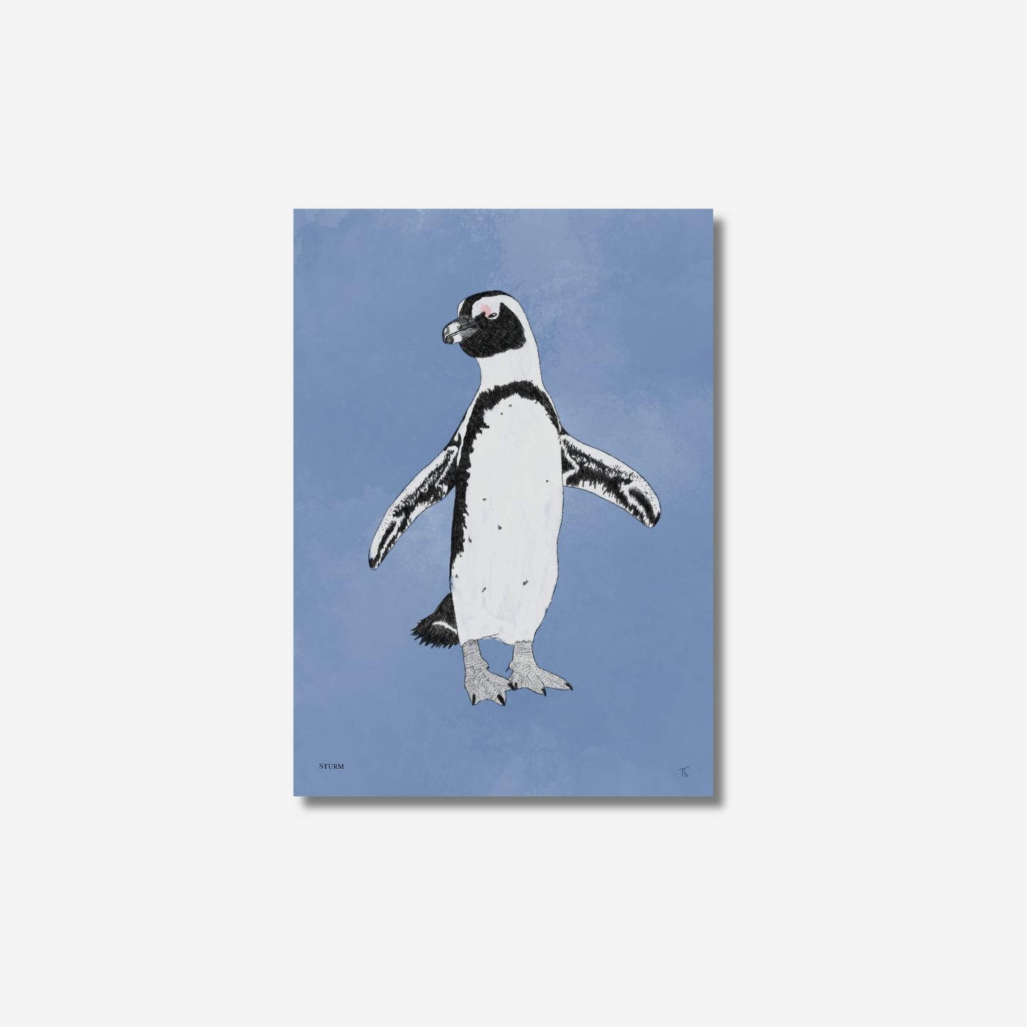 African Penguin