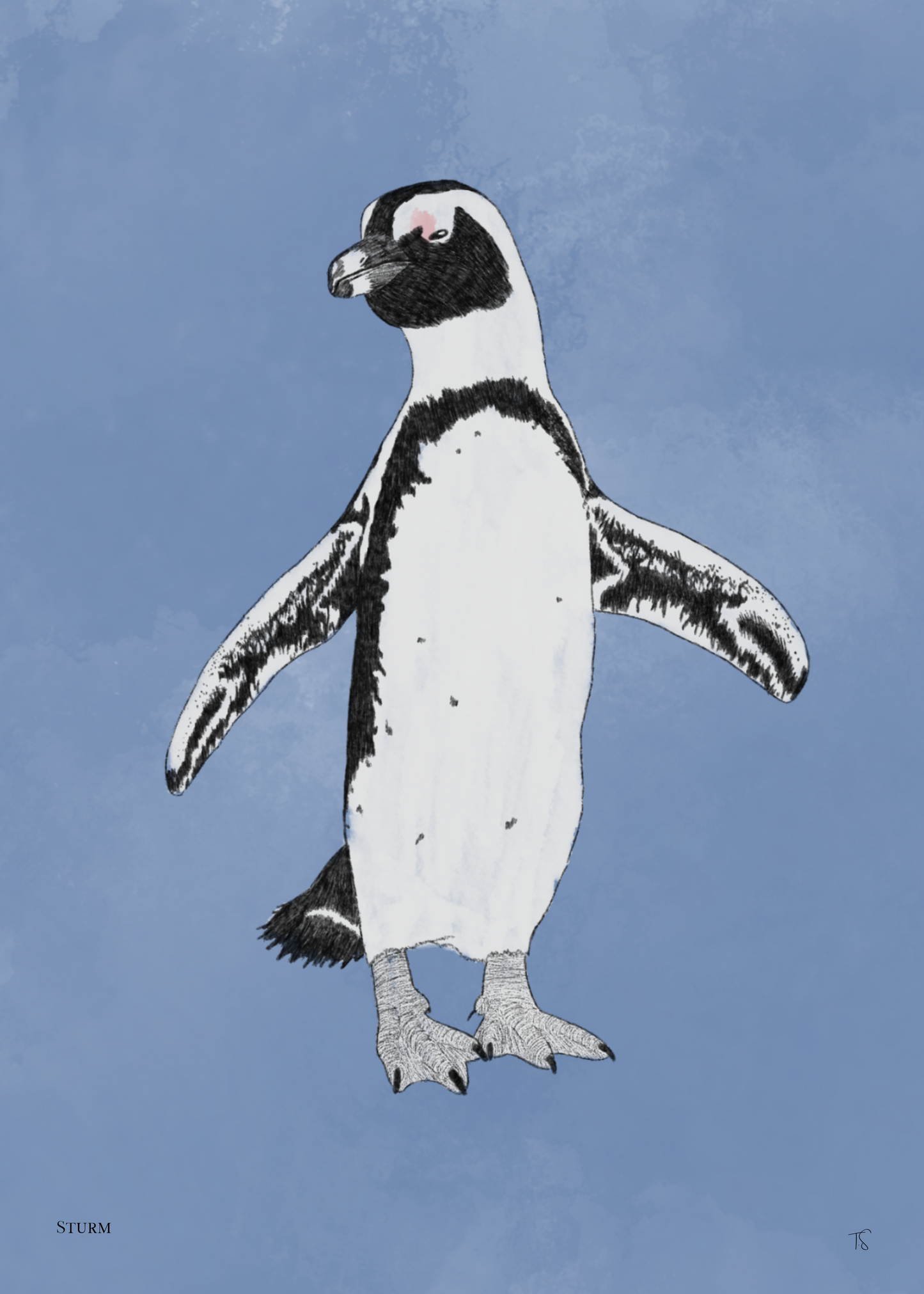 African Penguin
