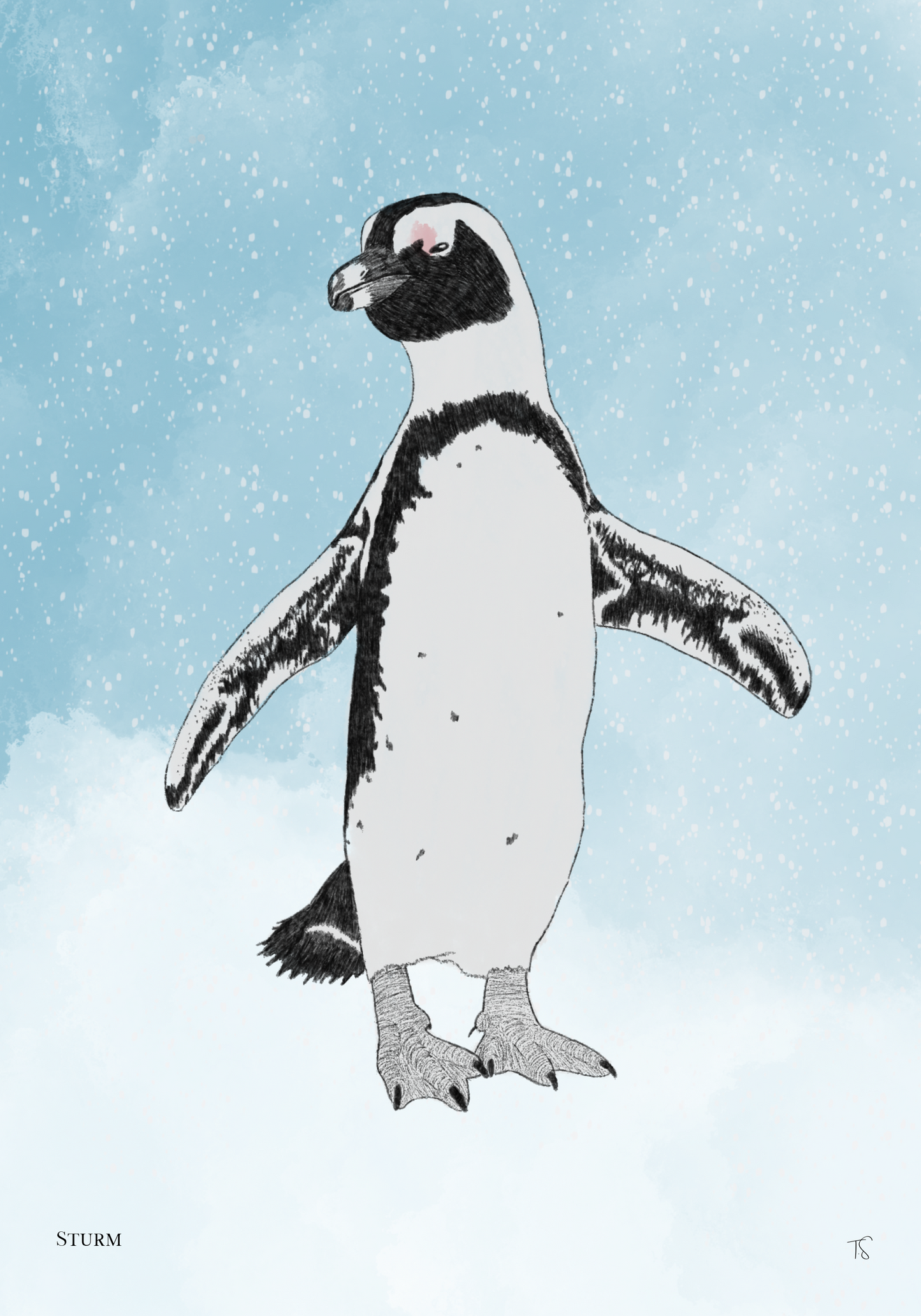 African Penguin