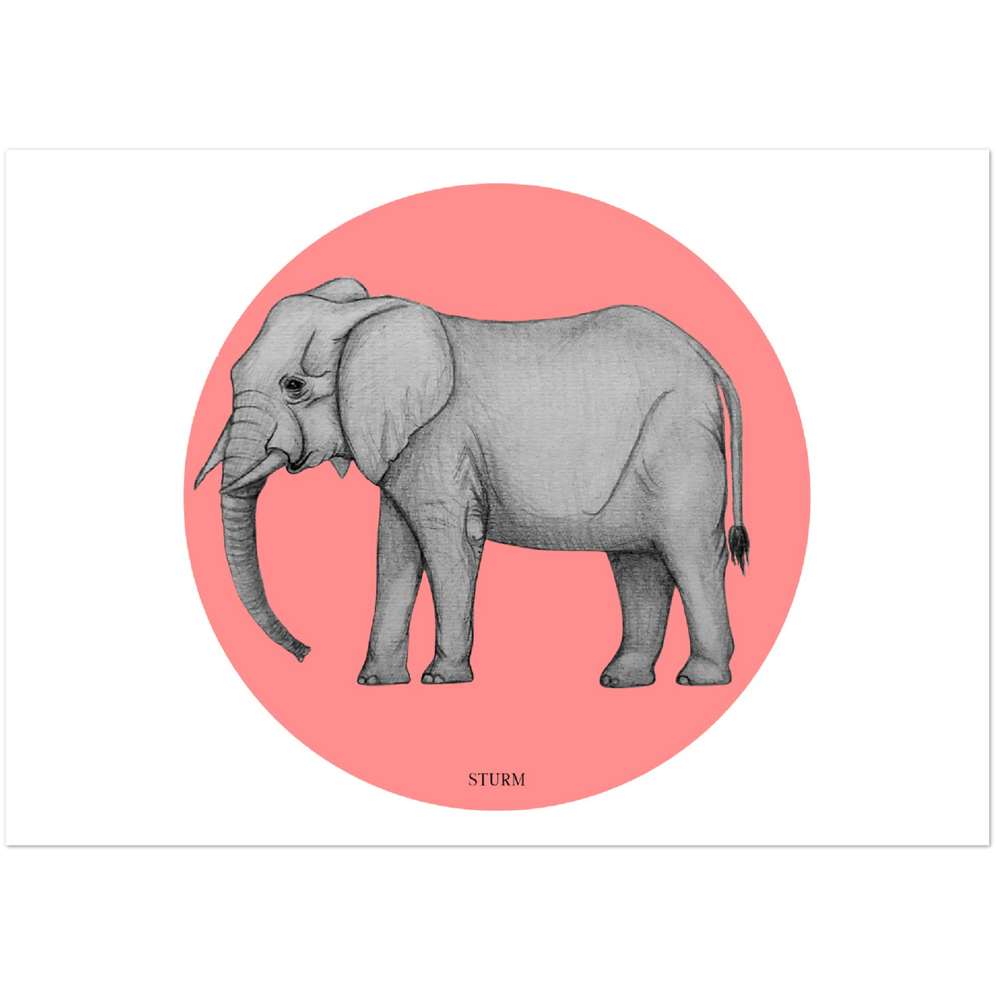 Sunset Elefant